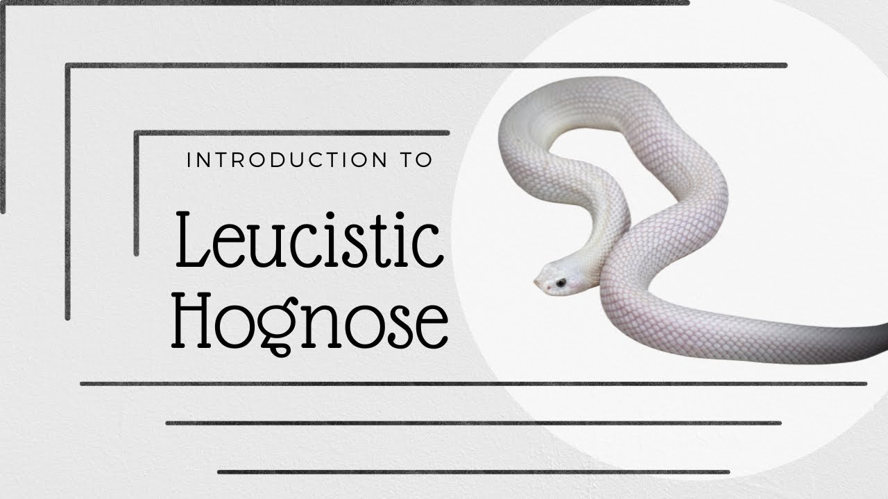 Introduction to Leucistic Morph, Western Hognose