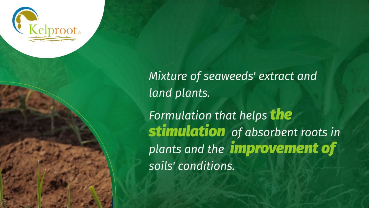 Kelproot: Soil improver and root promoter. Mixture of seaweed extract and land plants.