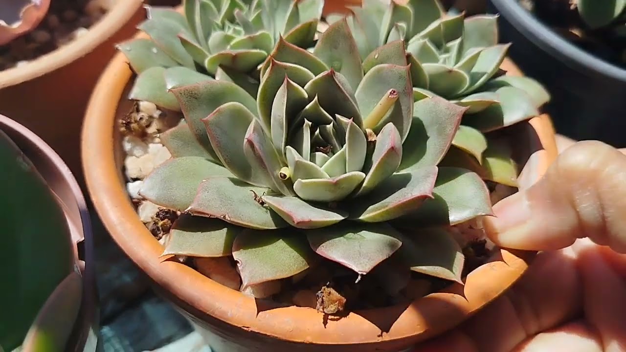 Suculentas e flores.