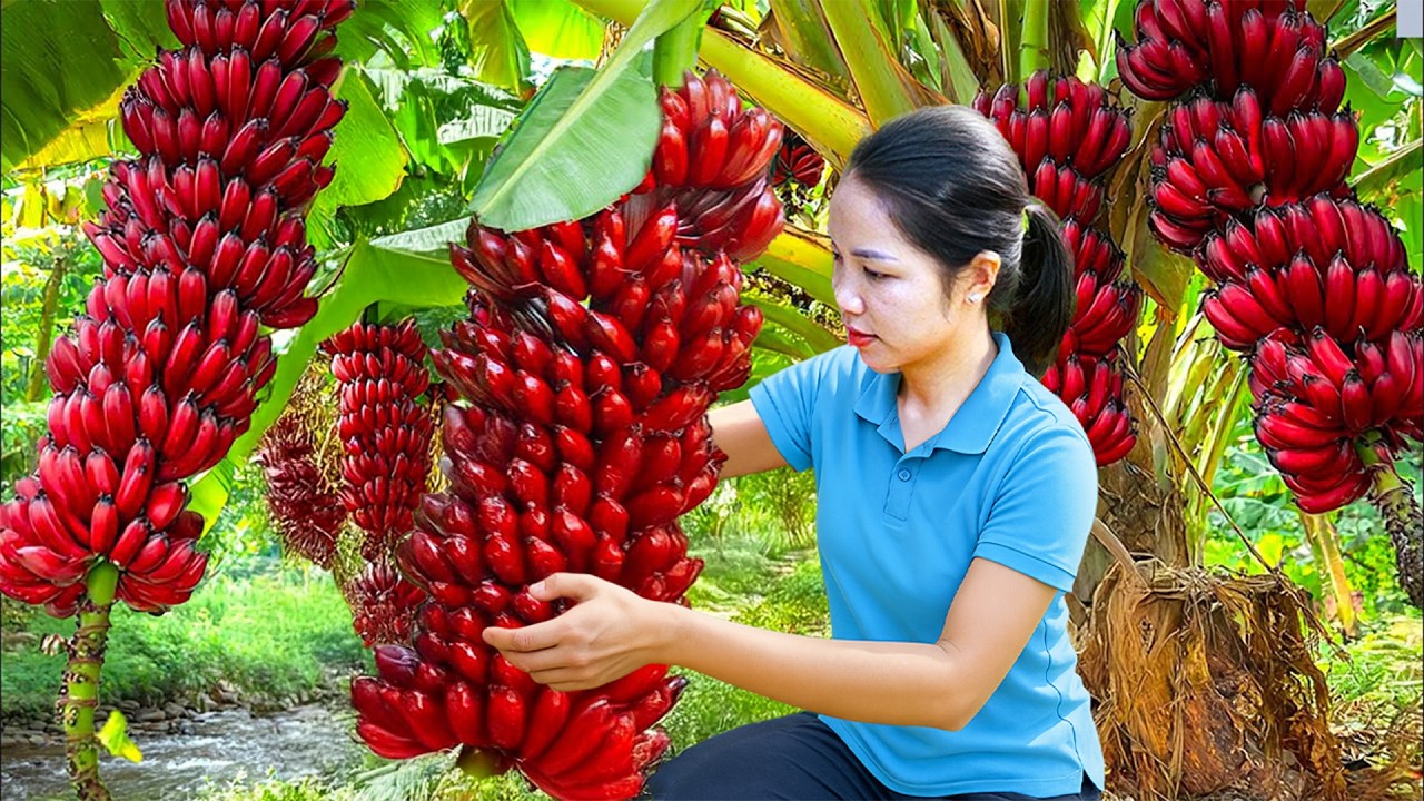 Harvesting Giant Red Bananas — Tree Loaded with Rare Crimson Fruit!