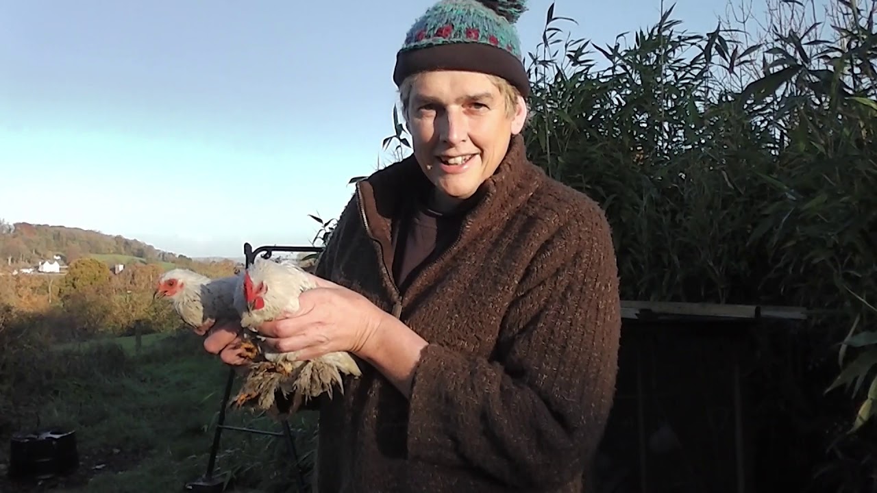 The Pekin Bantam  (BIAFF 3 Stars!!!!!!!!!!}