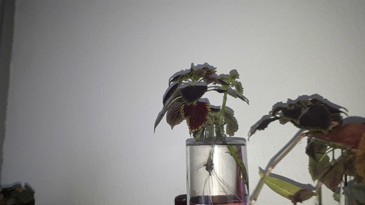 MY 100+ PLANT COLLECTION TOUR 2019! ROOM TOUR! PLANT HAUL! New Stuff (DIY) New Plants? PLANTS 2019