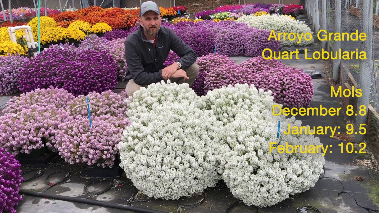 Tech Talk - Easy Breezy Lobularia - Best Practices