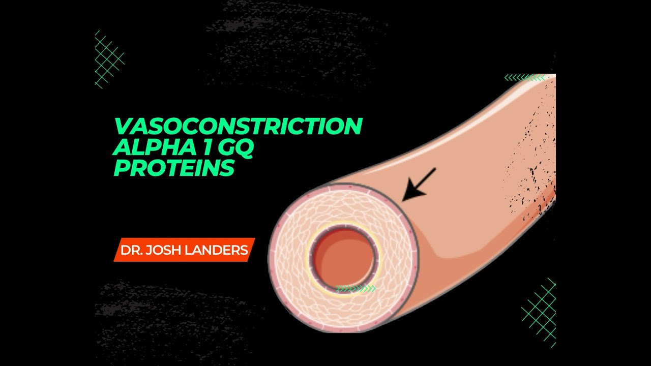 Vasoconstrictor Gq
