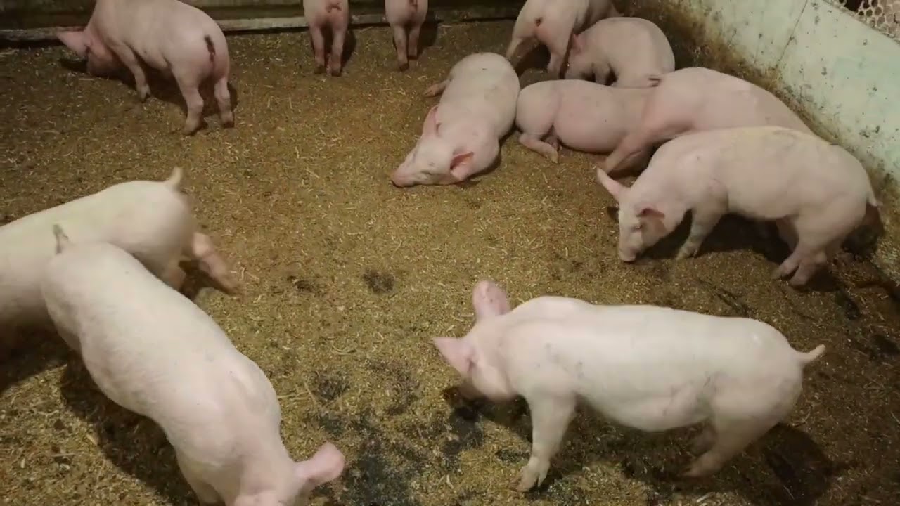 Как улучшить обмен веществ у поросят и рост?