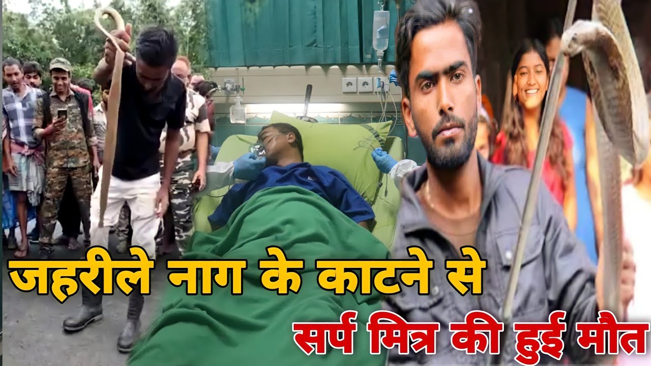 जहरीले नाग को पकड़ते वक्त हुई लापरवाही नहीं ले ली सर्पमित्र की जान,  पूरे देश को सबक लेने की जरूरत!