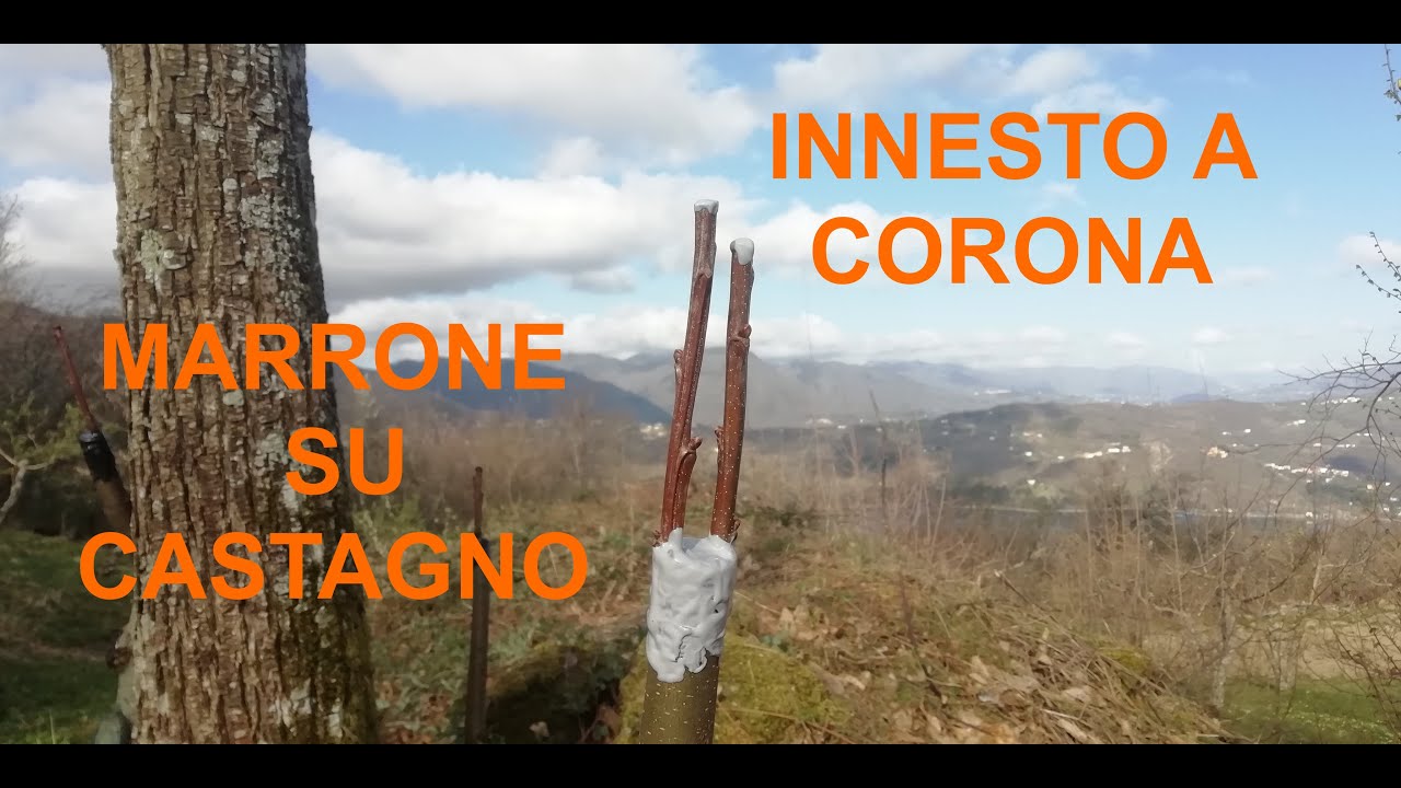 Innesto a corona sul Castagno - (Parte 1/2) Aprile 2021