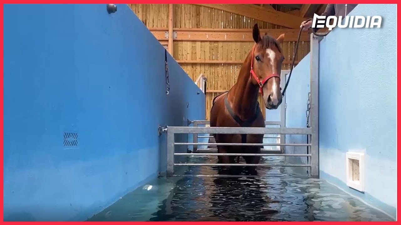 L'HIPP'EAU THÉRAPIE, LE PARADIS DU SOIN POUR LES CHEVAUX