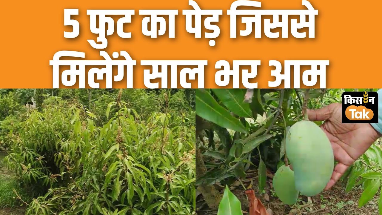 Farmer Success Story: सहारनपुर के किसान ने किया कमाल, खेत में उगाया 'सालभर आम' देने वाला पेड़ #mango