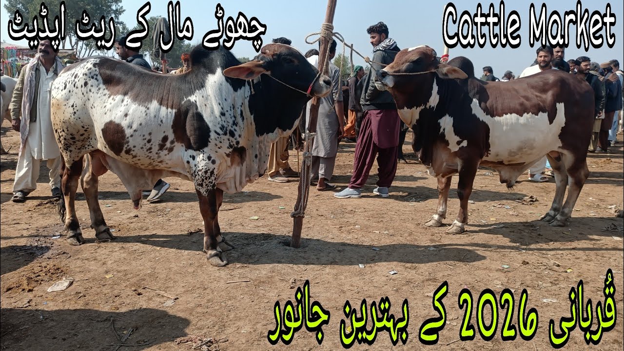 Tando Adam Mandi Sindh |MSCattleFarm|