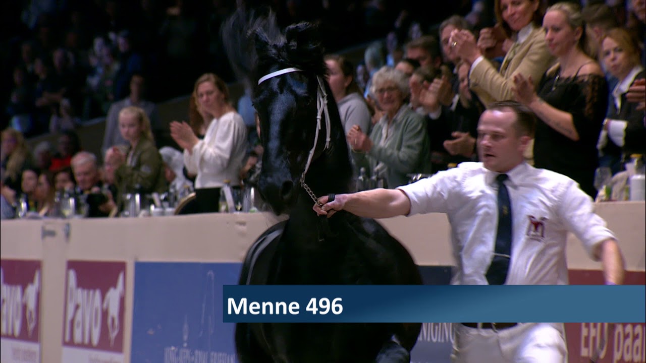 Hengstenkeuring 2018: Algemeen kampioenschap