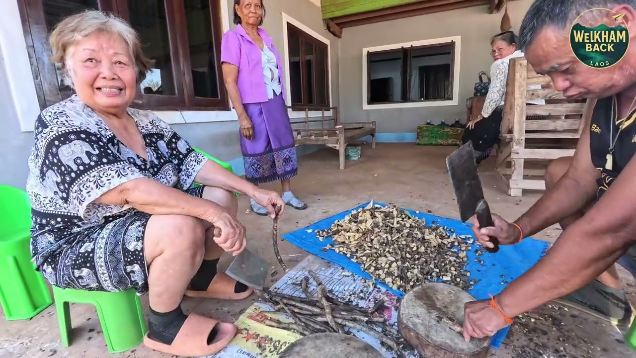 Traditional Plant Medicine in Laos | Community Stories