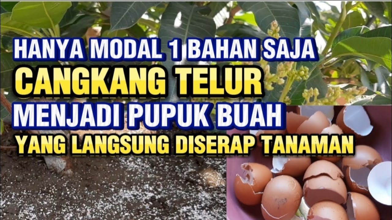Cara Membuat Pupuk Organik Perangsang Buah Dari Cangkang Telur, Manfaat Cangkang Telur Untuk Tanaman