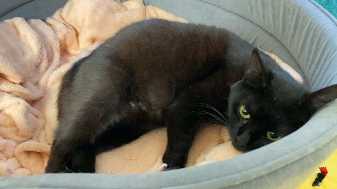 black cat gives birth in live stream