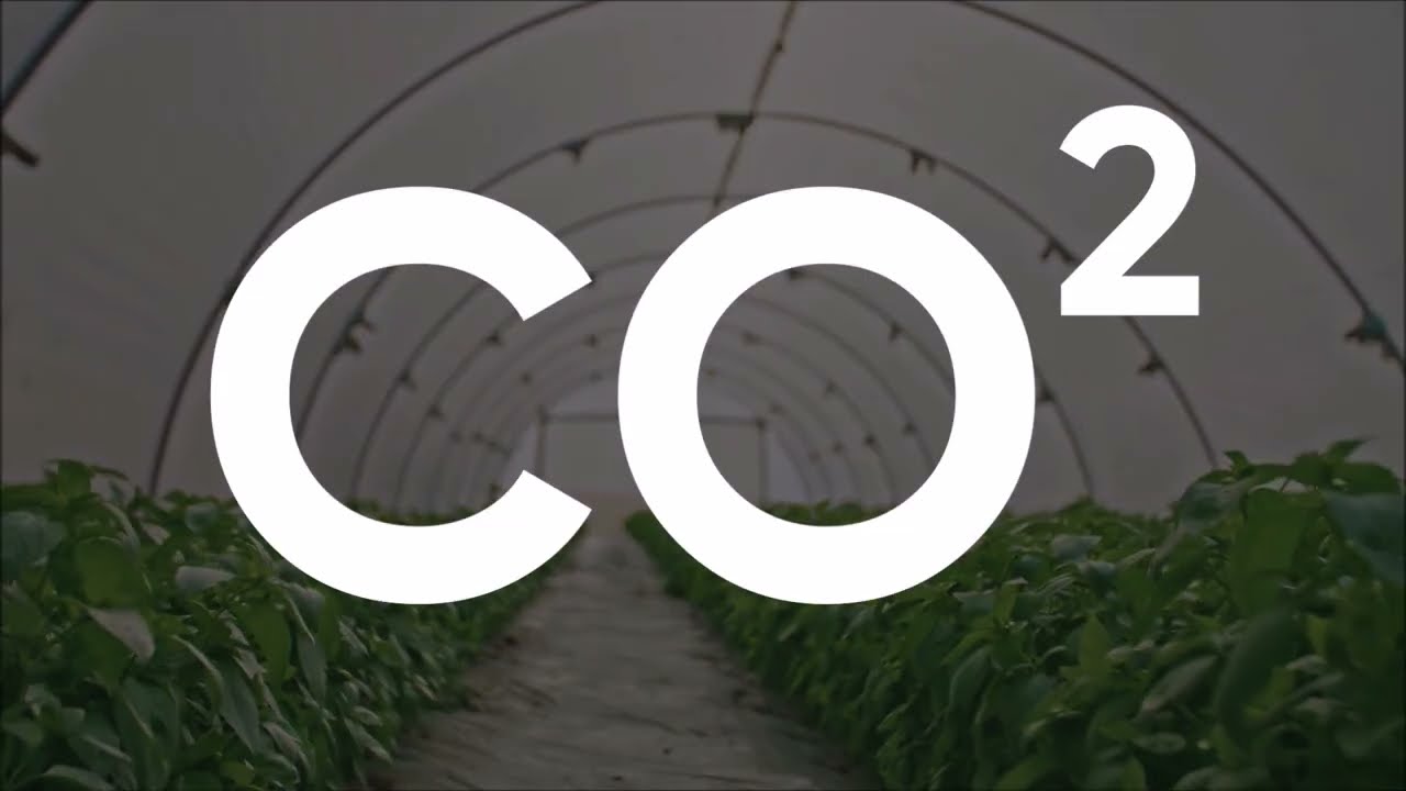 Importance of CO2 for Plant Growth