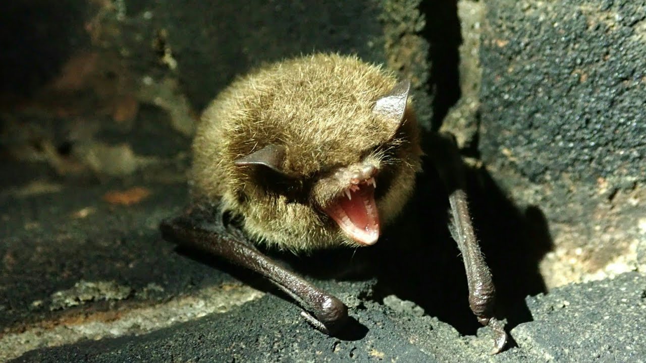 Watervleermuis/Daubenton's bat (Myotis daubentonii)