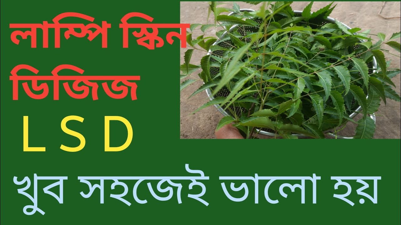 লাম্পি স্কিন ডিজিজ রোগের সঠিক ও সহজ চিকিৎসা । এল এস ডি রোগ ভালো করার উপায়।