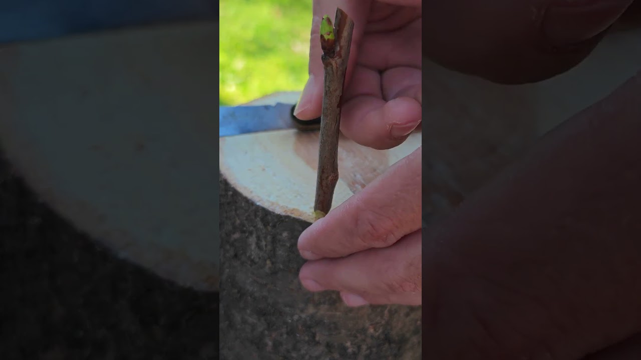 Bark grafting cherry tree #cherry #gardening #grafting