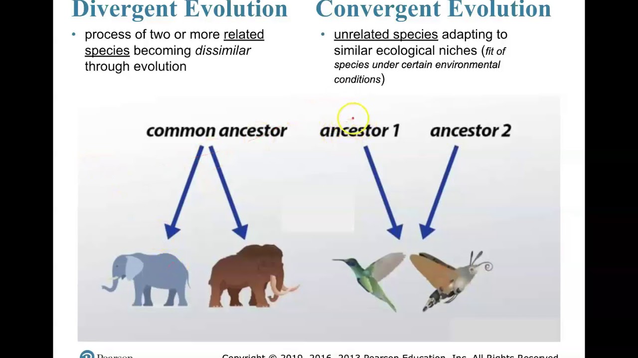 Convergent and Divergent Evolution