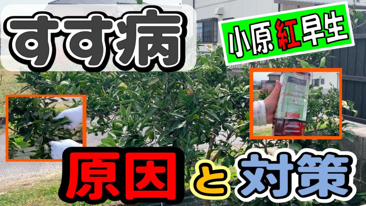 みかん栽培　20240406　すす病の原因と対策【小原紅早生】