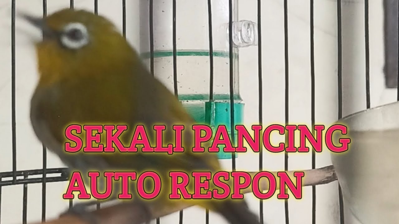 🔴 LIVE Pancingan Pleci Segala Jenis | Gacor Ngeroll Auto Respon