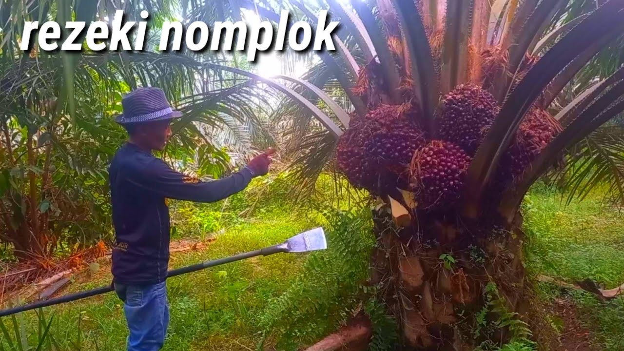 manen sawit rezeki nomplok buah nya bertumpuk sawit unggul yangambi tidak rugi