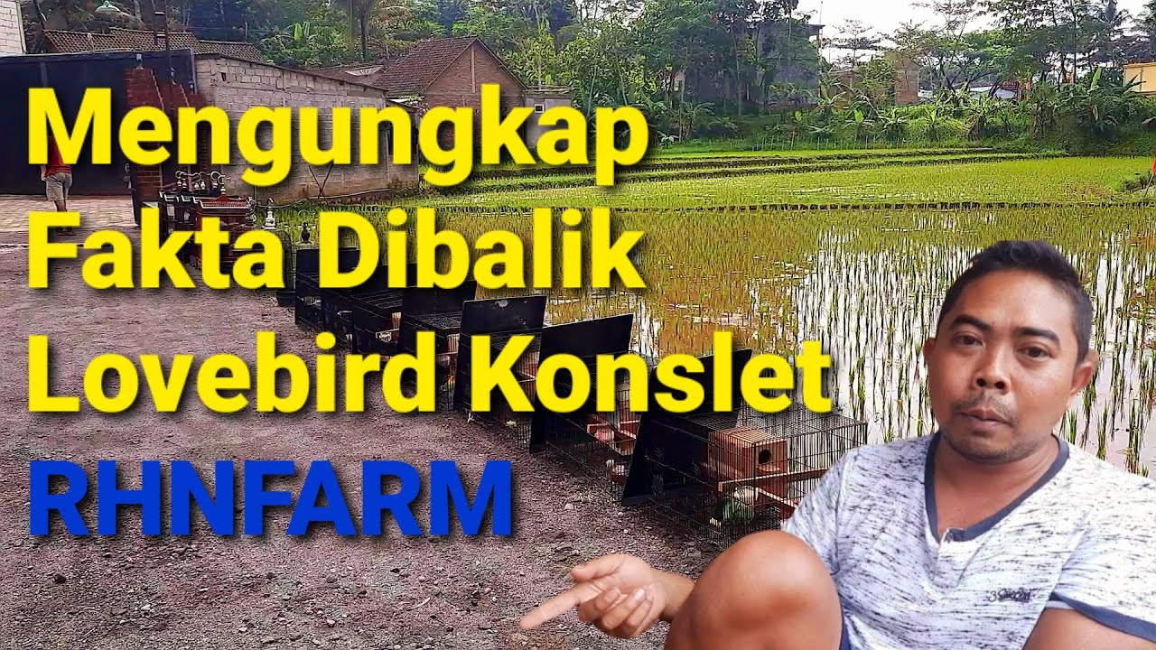 Fakta yang terjadi Dibalik Lovebird Konslet RHNFARM SALATIGA | PRIYO/GENDUB