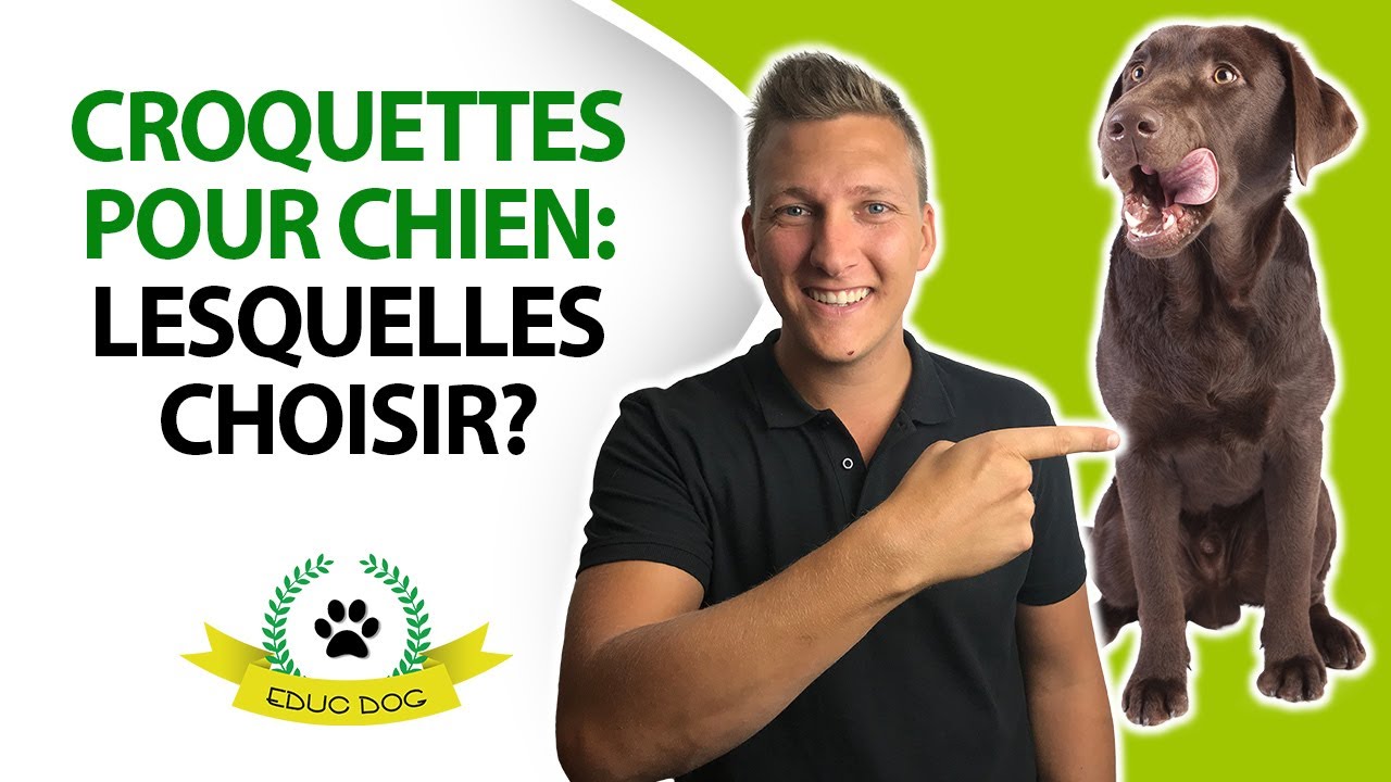 Croquettes pour chien : ne faites pas ces erreurs pour l'alimentation de votre chien