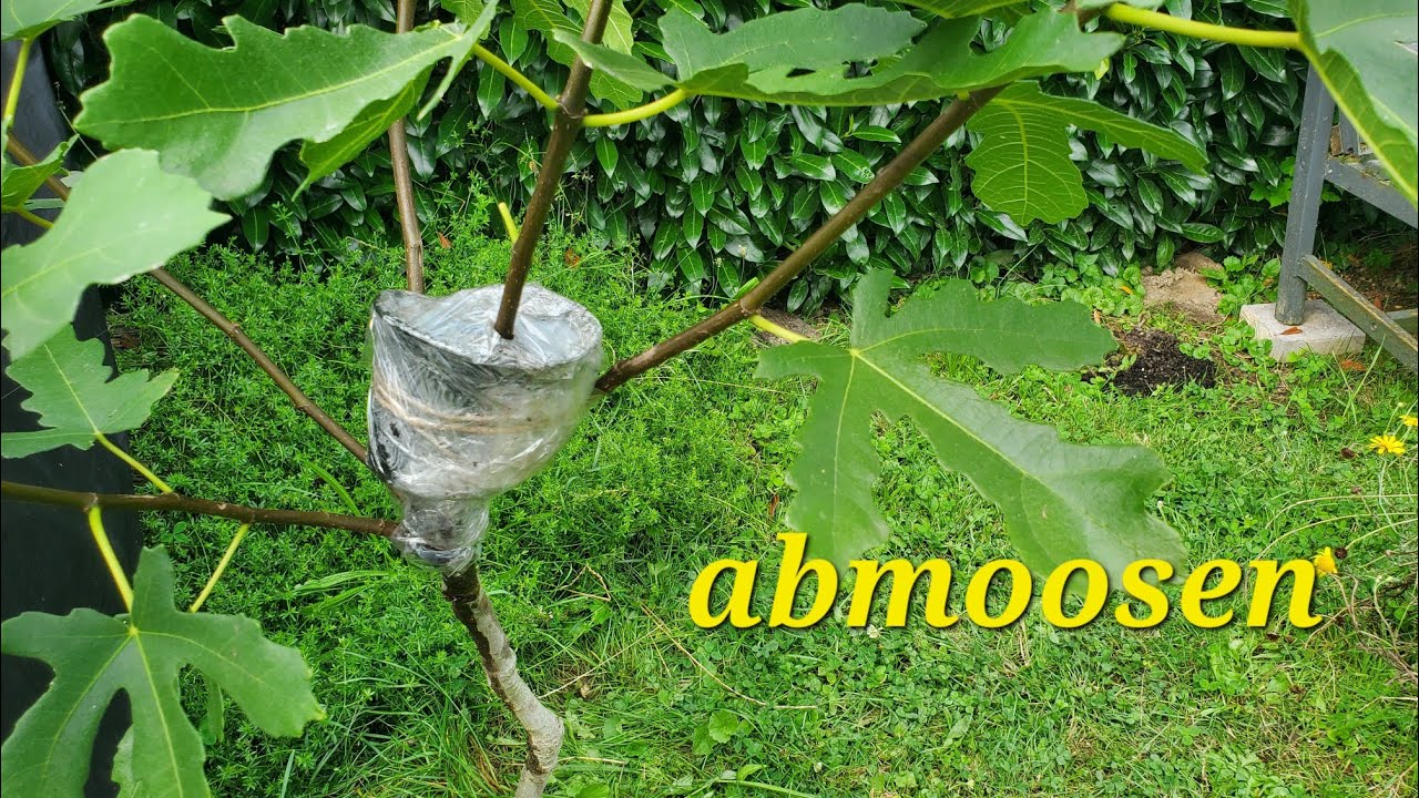 Wann kann ich die Feige abmoosen?  Faruk Kanoglu