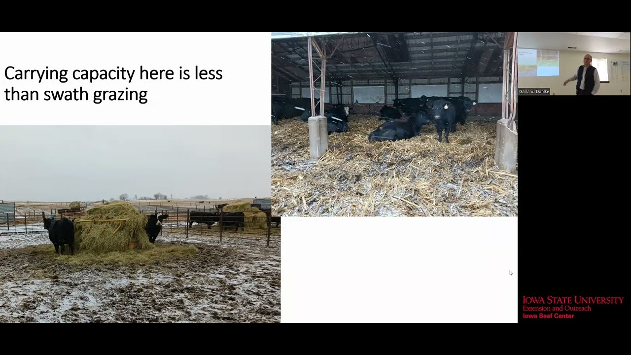 ISU McNay Farm Swath Grazing Project
