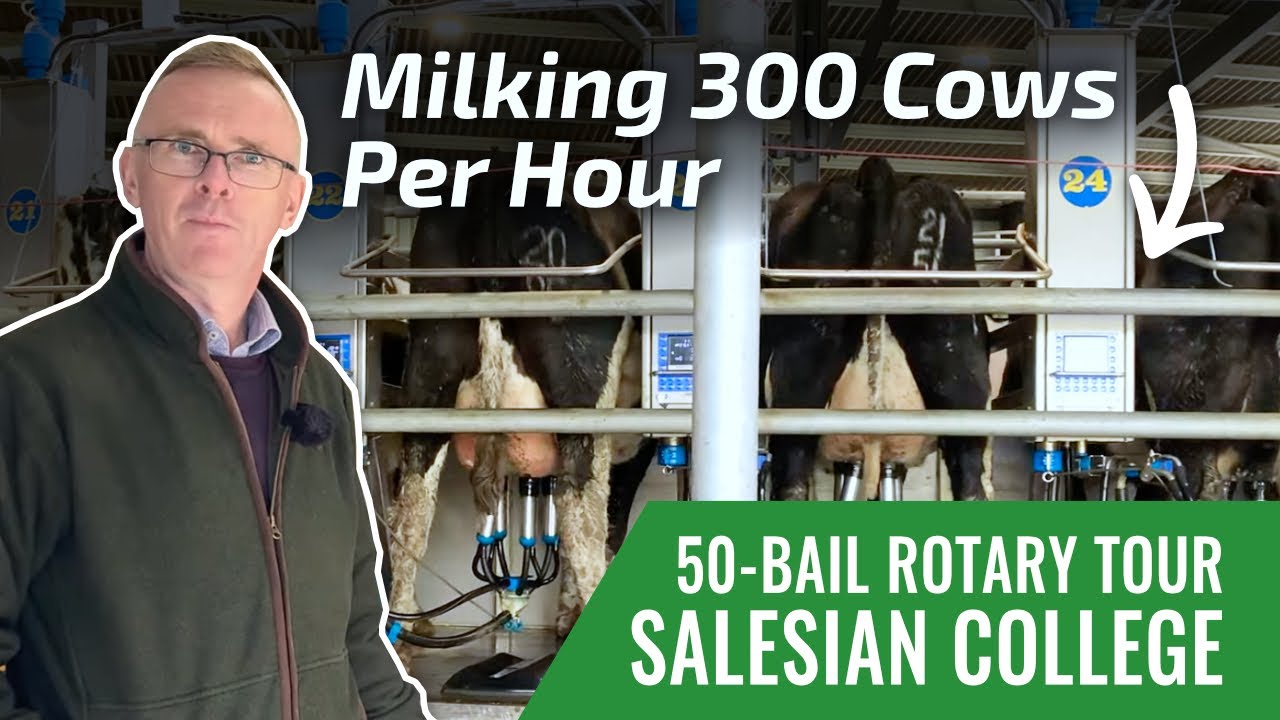 Milking 300 Cows Per Hour: Tour of the 50-Bail Rotary at Salesian College