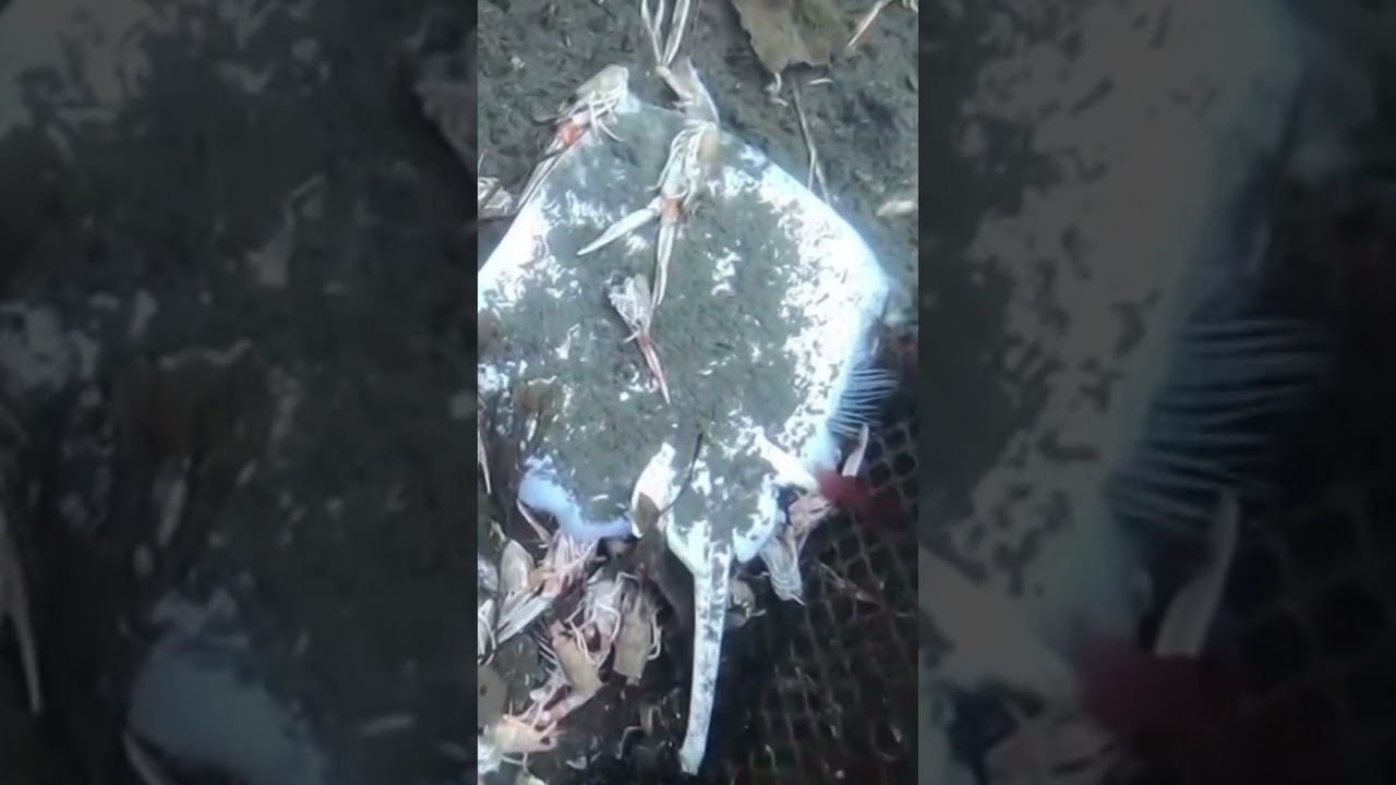 This is all bycatch from a prawn trawler. @skyespearfishing #shark #sea