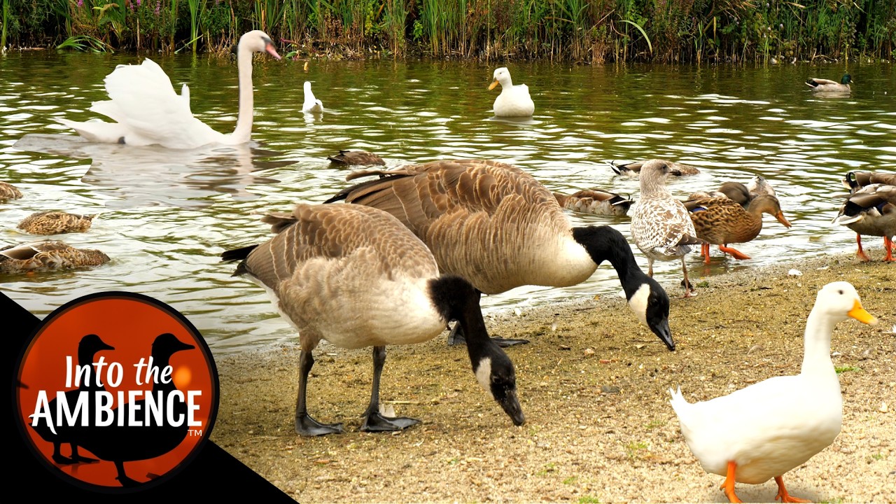 Nature Relaxation - Feeding Ducks Geese Swans on a Lake - All Natural Sound - 4K