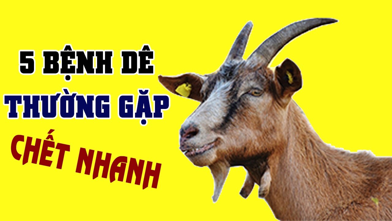 5 Bệnh Thường Gặp Ở D&ecirc; Nu&ocirc;i Lấy Thịt V&agrave; D&ecirc; Nu&ocirc;i Lấy Sữa v&agrave; c&aacute;ch chữa trị ph&ograve;ng tr&aacute;nh hiệu quả nhất