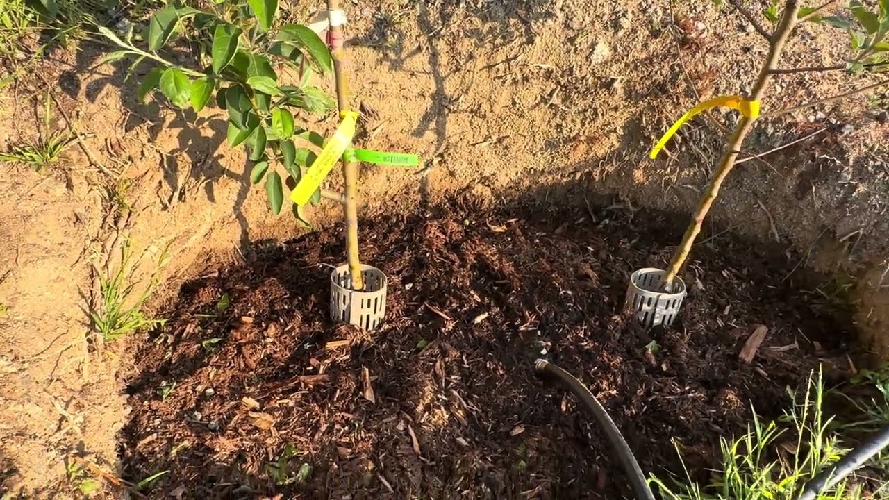 Fruit Tree Deep Watering Technique