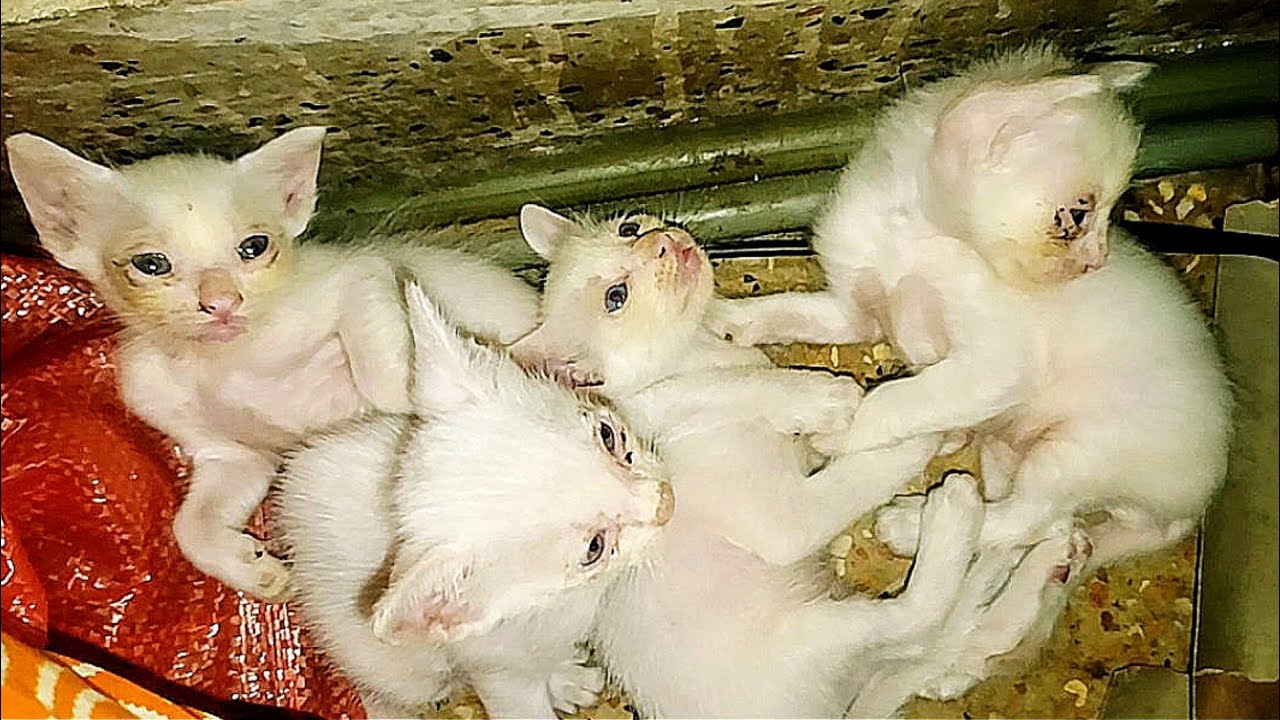 Tiny Sick Kittens Found in an Old House | They Were Playing in Dust But Their Hearts Are Pure #vlog 
