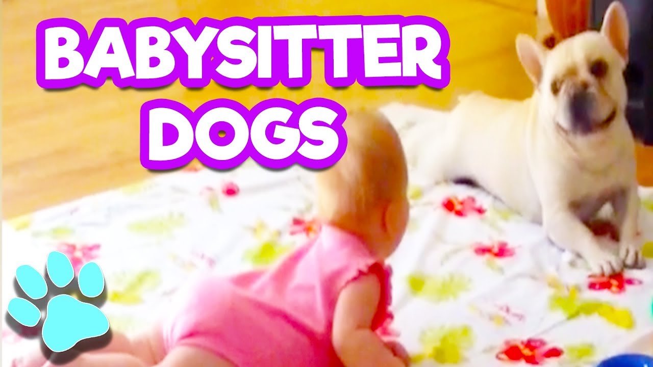 The Life of Pets - Dogs Are The Best Babysitters | #thatpetlife