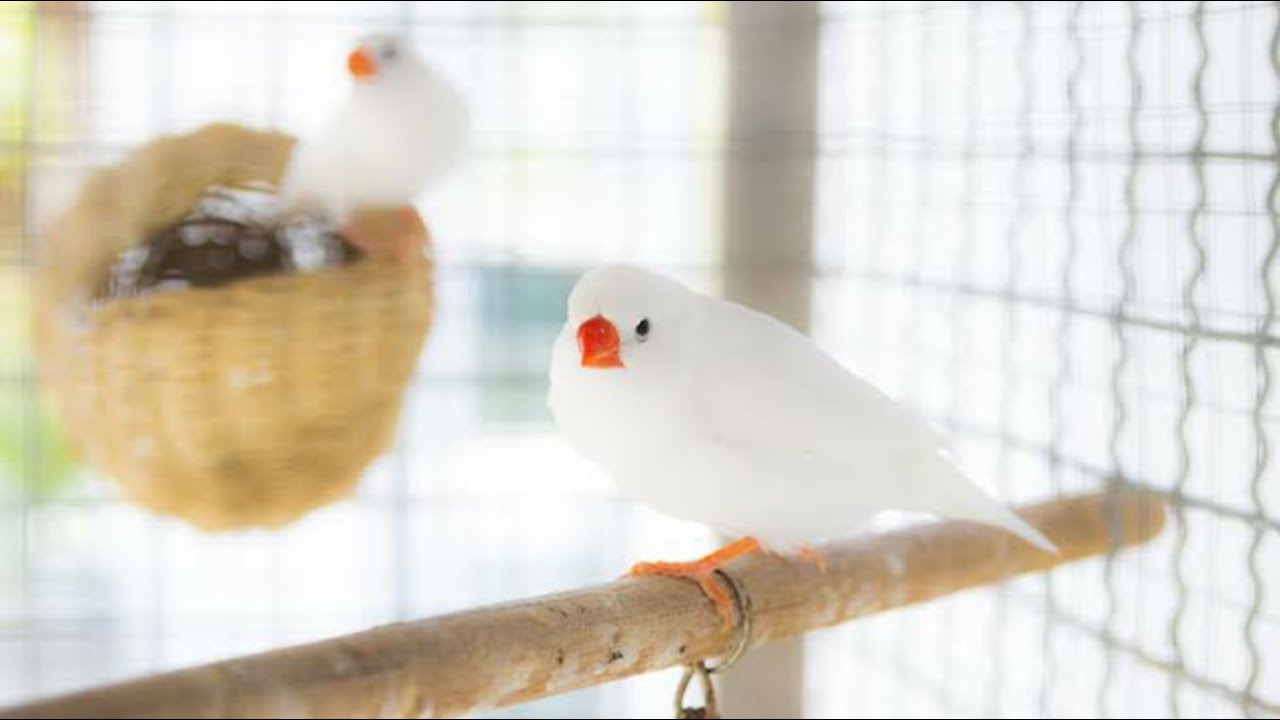 Finches||Jumbo Finches breeding tamil||Finches breeding||Jumbo finch mutations||Exotic mutations||