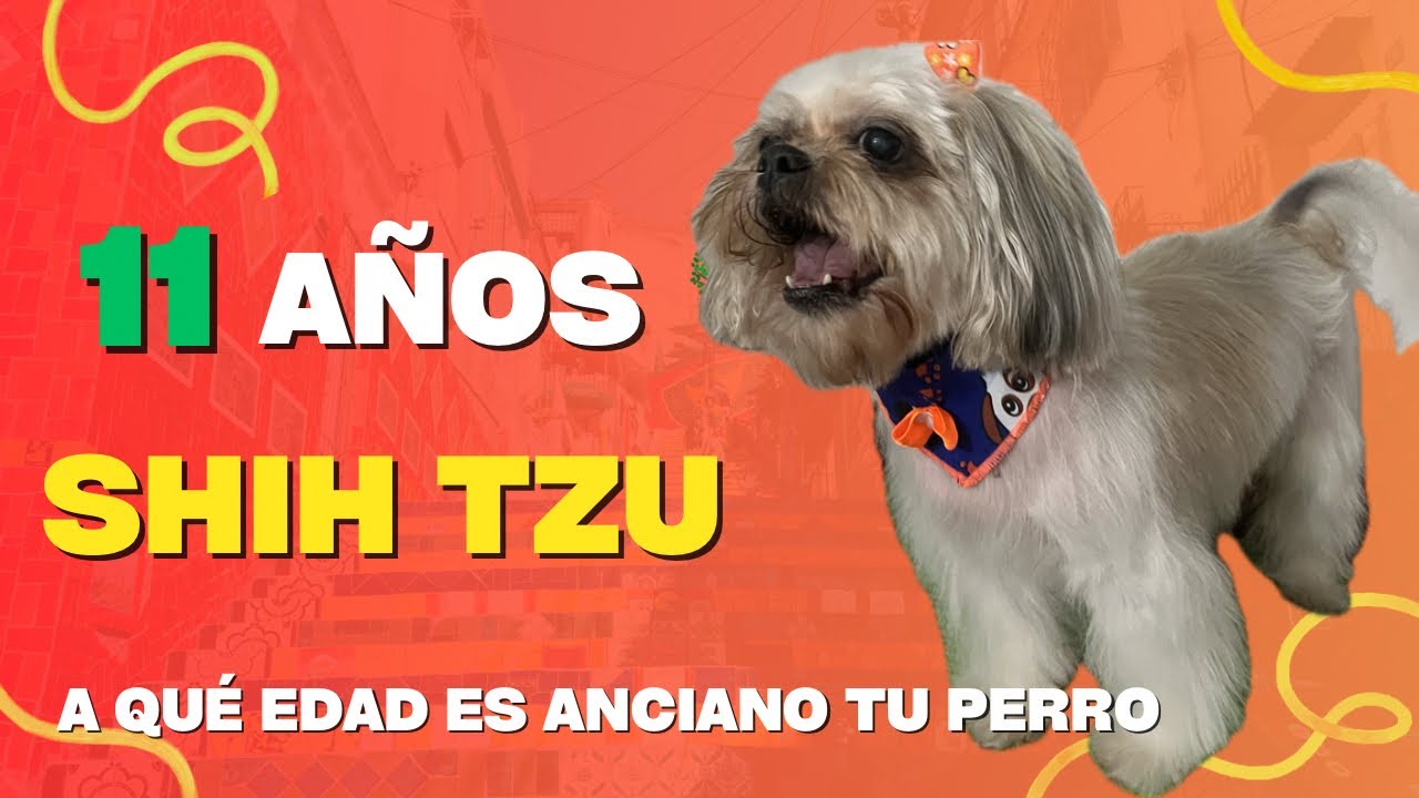 A QUÉ EDAD ES ANCIANO TU DHIH TZU
