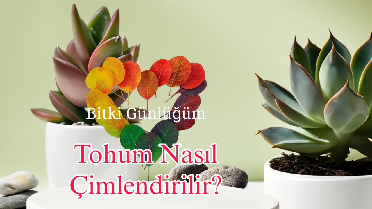 Bitki Günlüğüm - Tohum Nasıl Çimlendirilir?