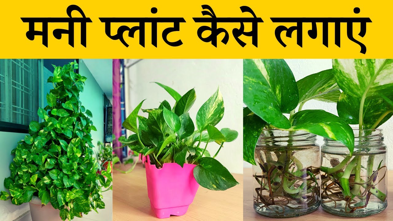 मनी प्लांट कैसे लगाएं, सिंगल लीफ से मनी प्लांट उगाएं | Money Plant Kaise Lagaye | How To Grow