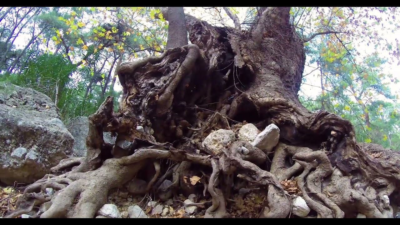 A Quiet Winter Walk , Old Plane Trees, Dry Leaves & Creek ASMR