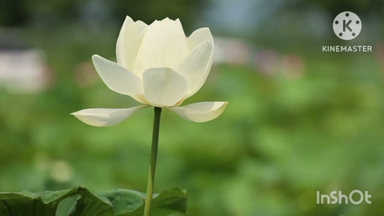 এমএম ডক্টর আশরাফ আলীমুল্লাহ সিদ্দিকী হুজুর