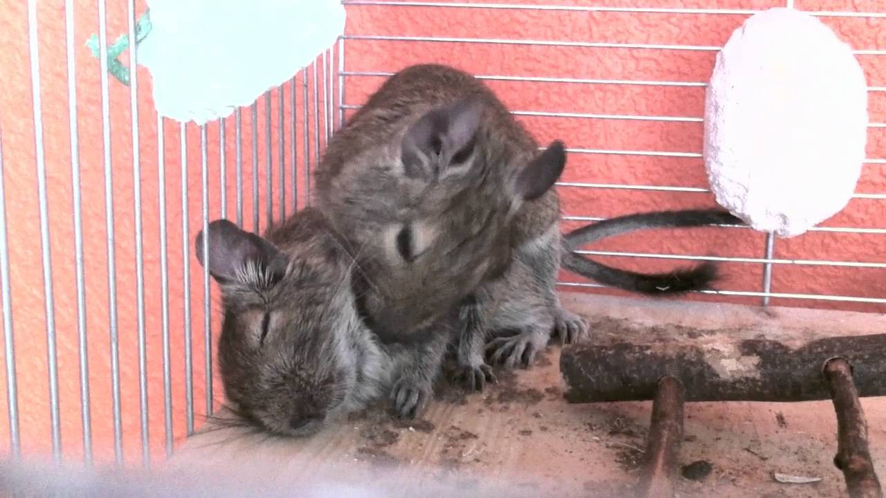 The first meeting of two Degus. Fighting and enslavement of the defeated.