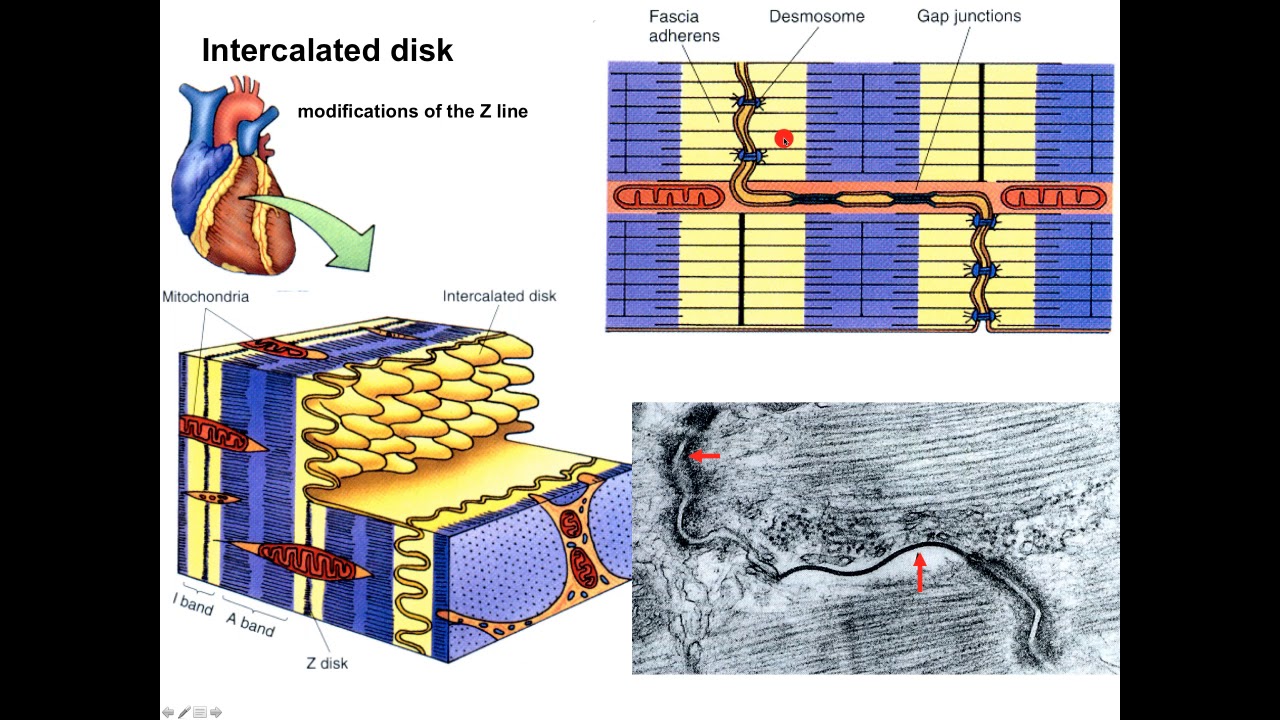 Cardiac Muscle