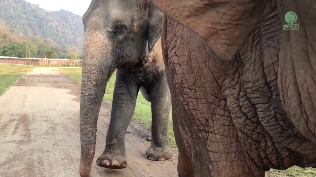 Elephant takes new arrival on a tour of her new home - ElephantNews