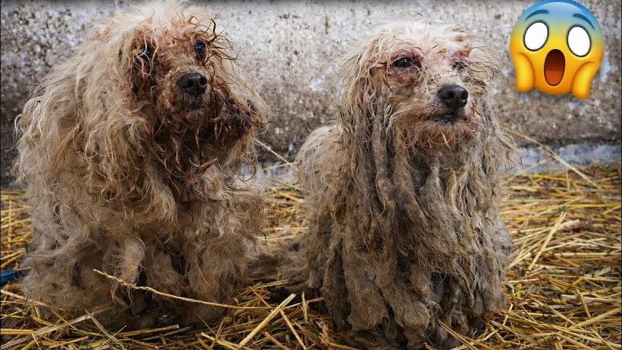 Abandoned & Extremely Dirty Dogs 🐶 | Emotional Rescue Video