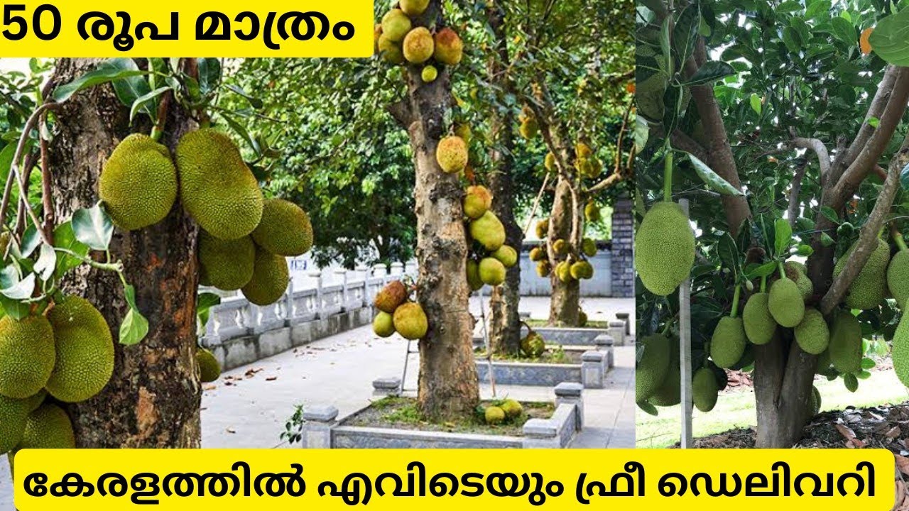 ഒന്നര വർഷം കൊണ്ട് കായ്ക്കുന്ന 5 വെറൈറ്റി പ്ലാവ്,ഫ്രീ ഡെലിവറി Vietnam Super Early Jack