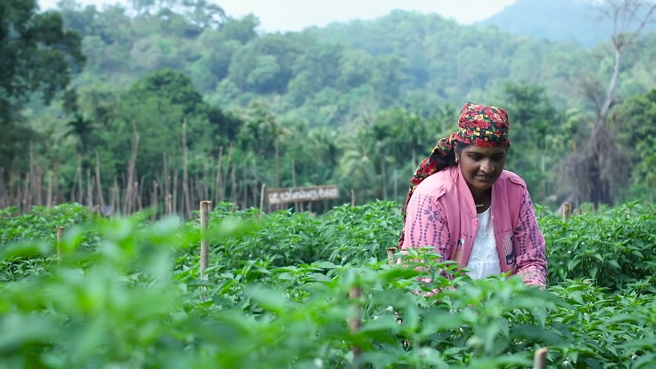 MWSIP - Minipe farmers