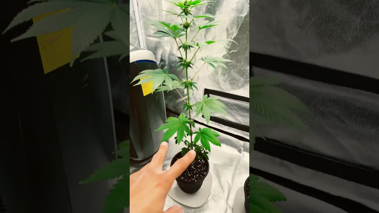 What happens if u remove all the fan leaves during flowing day#74 #microCannabisPlant